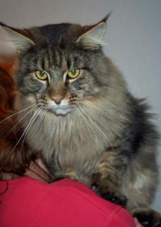 Love Hulen's Chester - maine-coon