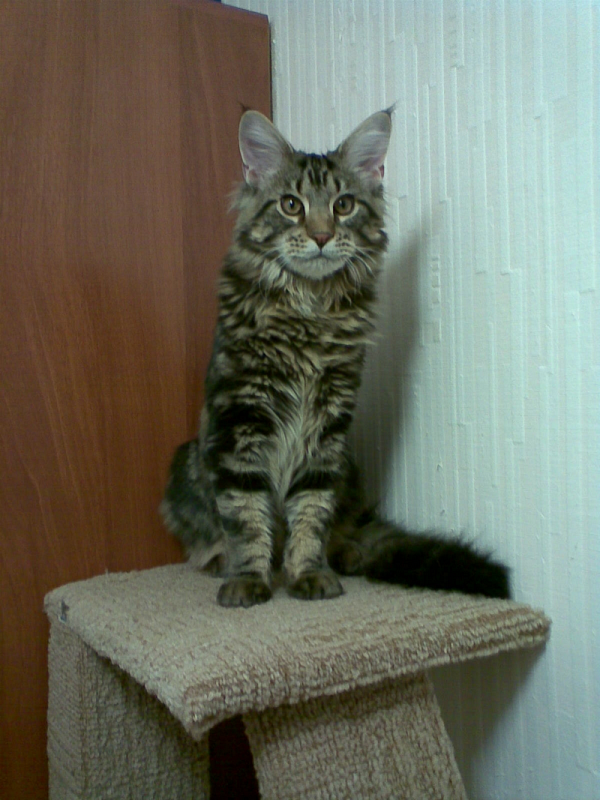 Aston Monterini - maine-coon