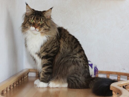 Lion-King Golden Family - maine-coon