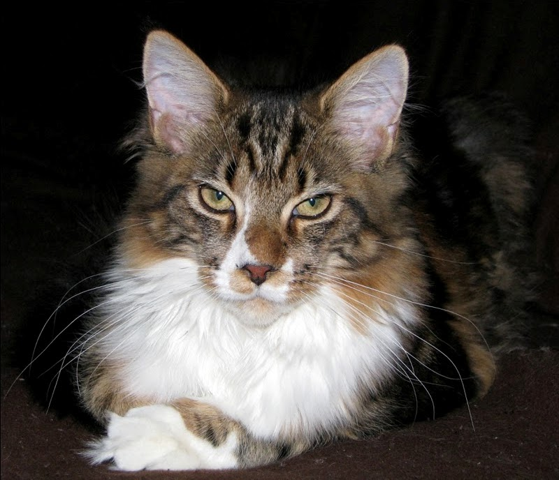 Babetta Monterini - maine-coon