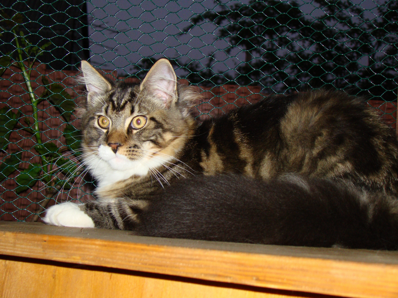 Bonifacius Monterini - maine-coon