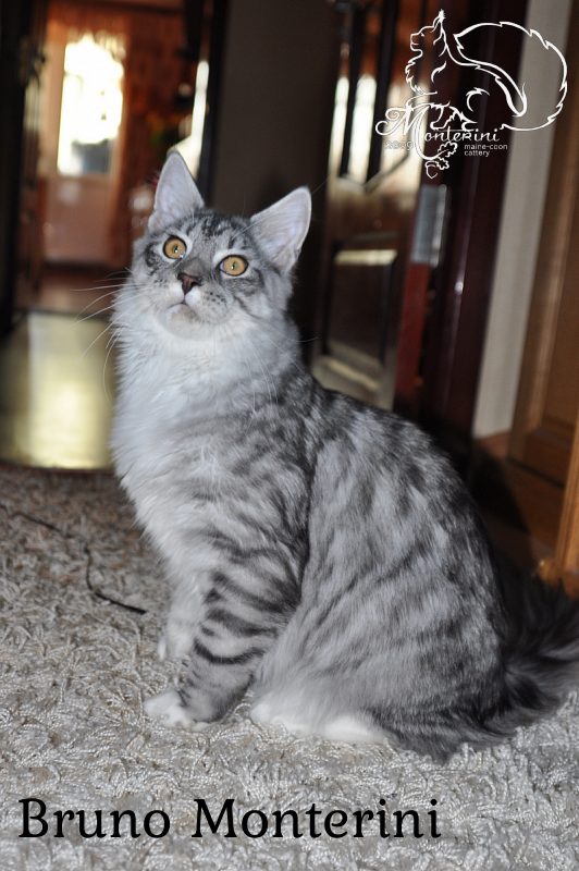 Bruno Monterini - maine-coon