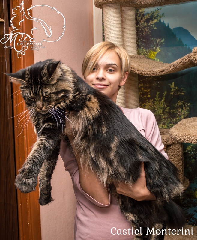 Castiel Monterini - Adult maine-coon 1 year