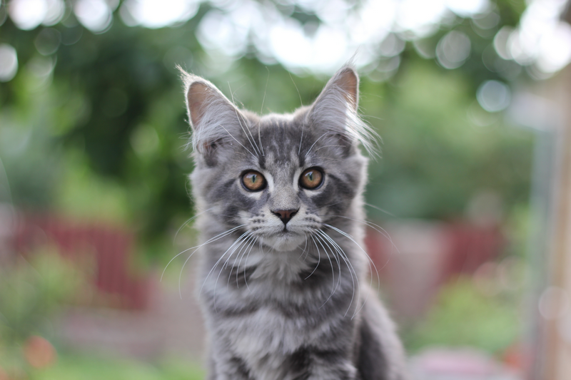 Dixi Monterini - maine-coon