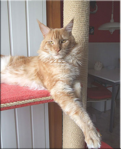 Langstteich's P'Knockout - maine-coon