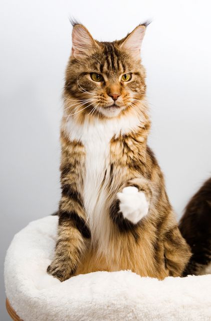 Homelynx Philadelphia of Lioncoon - maine-coon