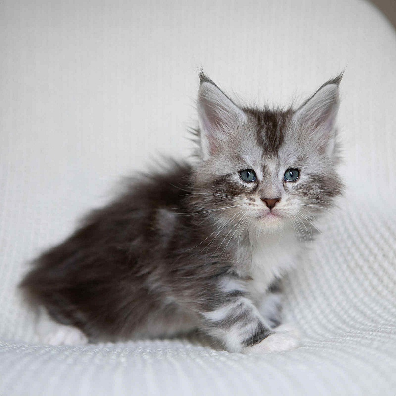 Almond - Kitten maine-coon 1 month 0.5 weeks