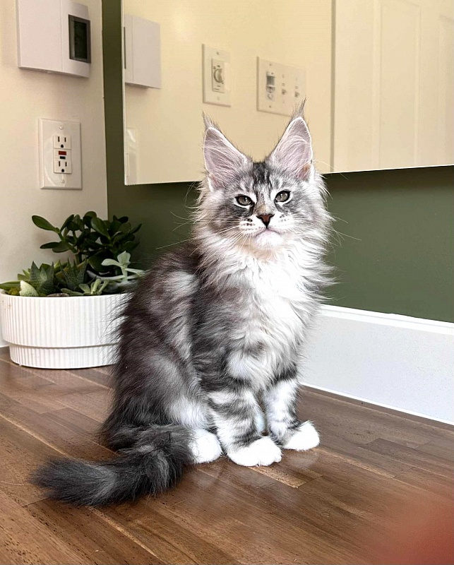 Almond - Kitten maine-coon 2 months 2.5 weeks