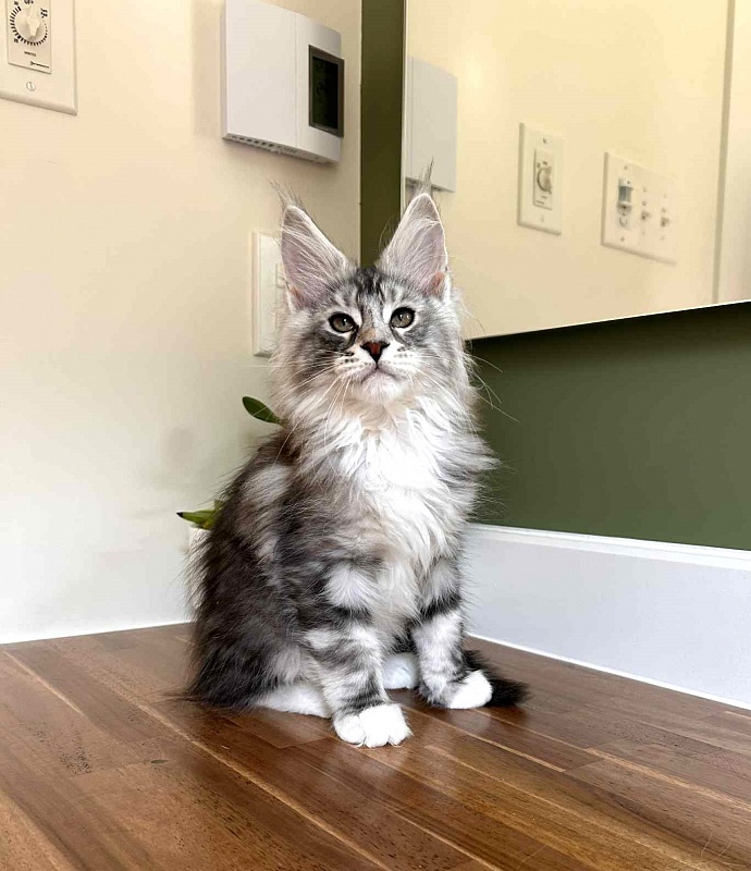 Almond - Kitten maine-coon 2 months 2.5 weeks