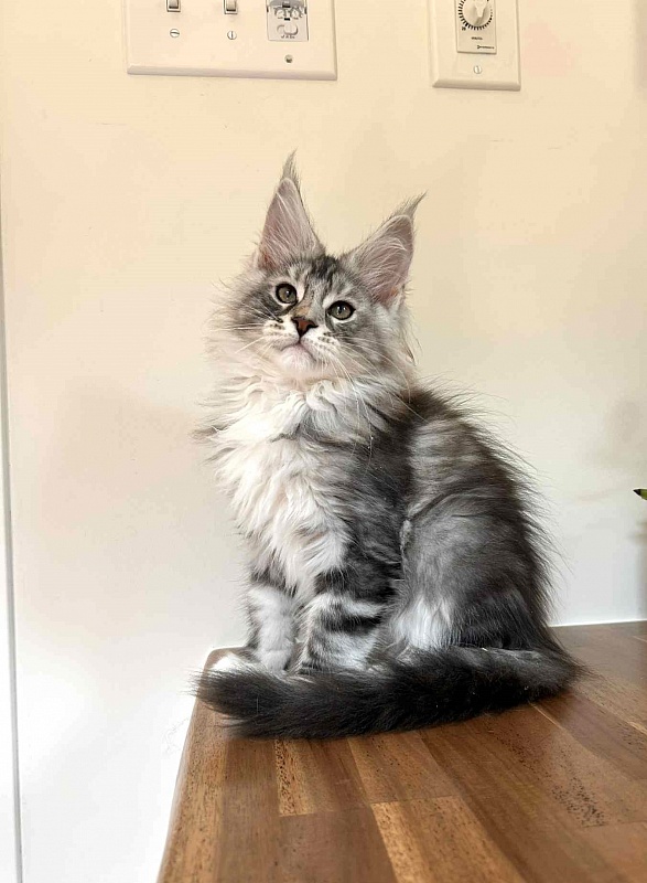 Almond - Kitten maine-coon 2 months 2.5 weeks