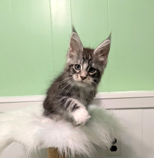 Boo Monterini - Kitten maine-coon 2 months 1.5 week
