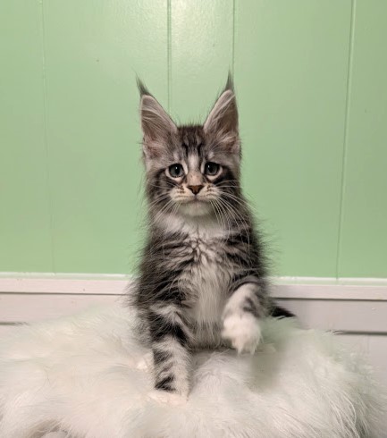 Boo Monterini - Kitten maine-coon 2 months 1.5 week
