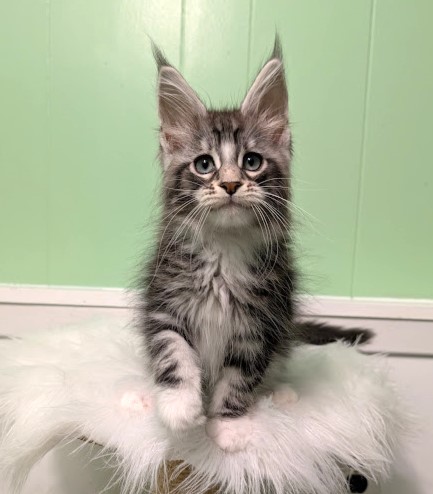 Boo Monterini - Kitten maine-coon 2 months 1.5 week
