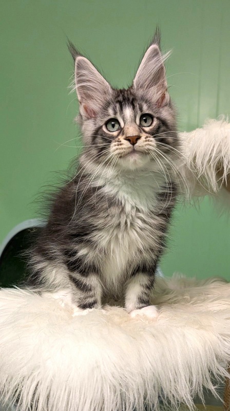Boo Monterini - Kitten maine-coon 3 months
