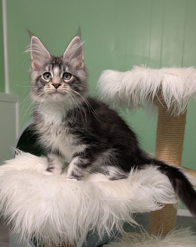 Boo Monterini - Kitten maine-coon 3 months