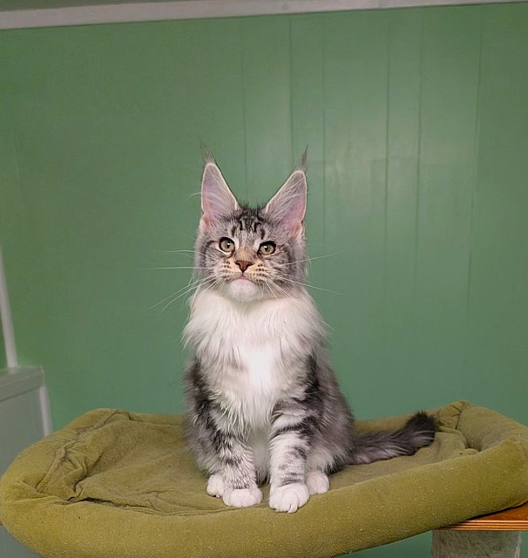 Bee Monterini - Kitten maine-coon 4 months