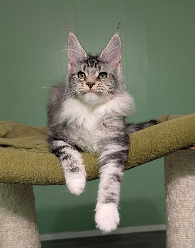 Bee Monterini - Kitten maine-coon 4 months