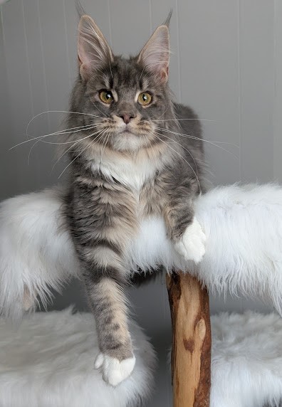 Benedicta Monterini - Junior maine-coon 7 months 3 weeks