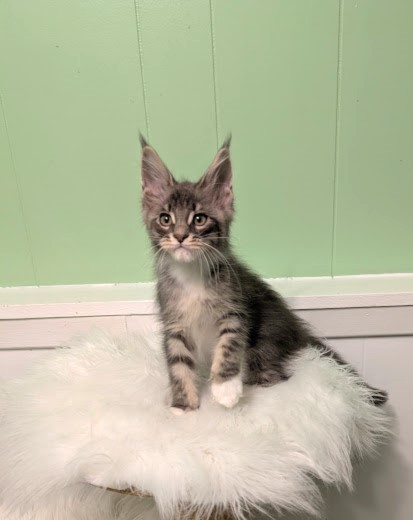 Benedicta Monterini - Kitten maine-coon 2 months 1.5 week