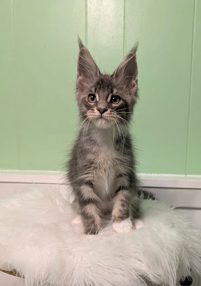 Benedicta Monterini - Kitten maine-coon 2 months 1.5 week