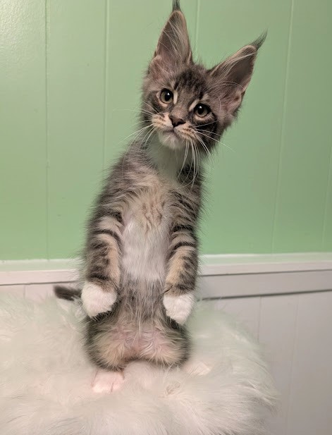Benedicta Monterini - Kitten maine-coon 2 months 1.5 week
