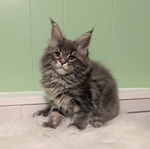 Cinnabon Monterini - Kitten maine-coon 2 months 1 week