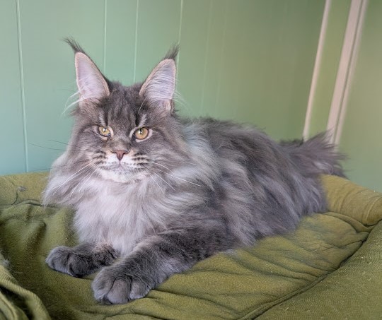 Cinnabon Monterini - Kitten maine-coon 4 months 4 weeks