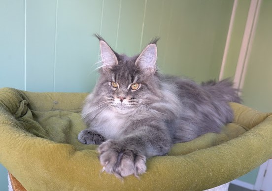 Cinnabon Monterini - Kitten maine-coon 4 months 4 weeks