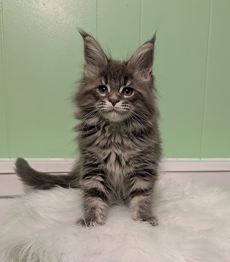 Cinnabon Monterini - Kitten maine-coon 2 months 1 week