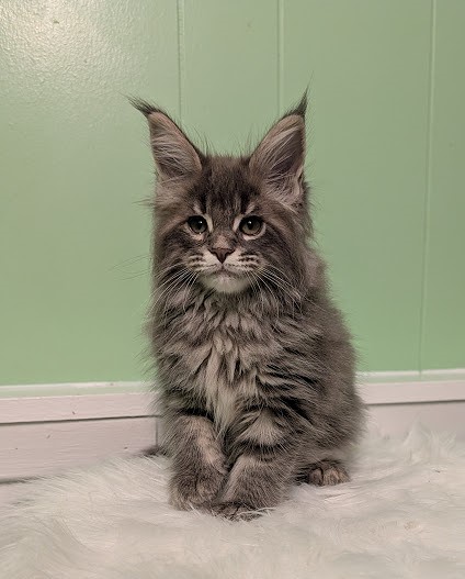 Cinnabon Monterini - Kitten maine-coon 2 months 1 week