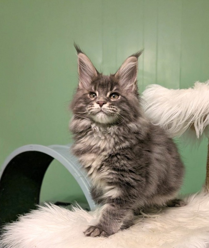 Cinnabon Monterini - Kitten maine-coon 2 months 3.5 weeks