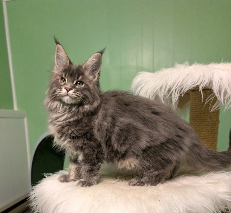 Cinnabon Monterini - Kitten maine-coon 2 months 3.5 weeks