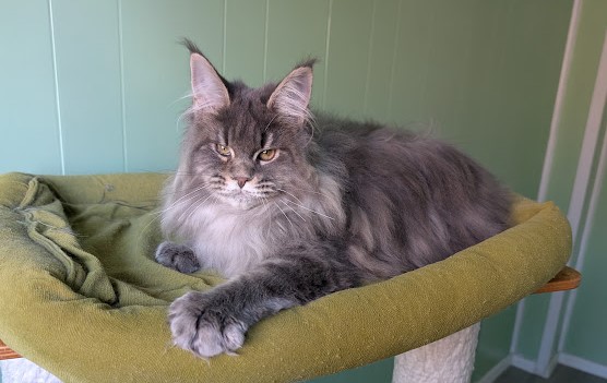 Cinnabon Monterini - Kitten maine-coon 4 months 4 weeks