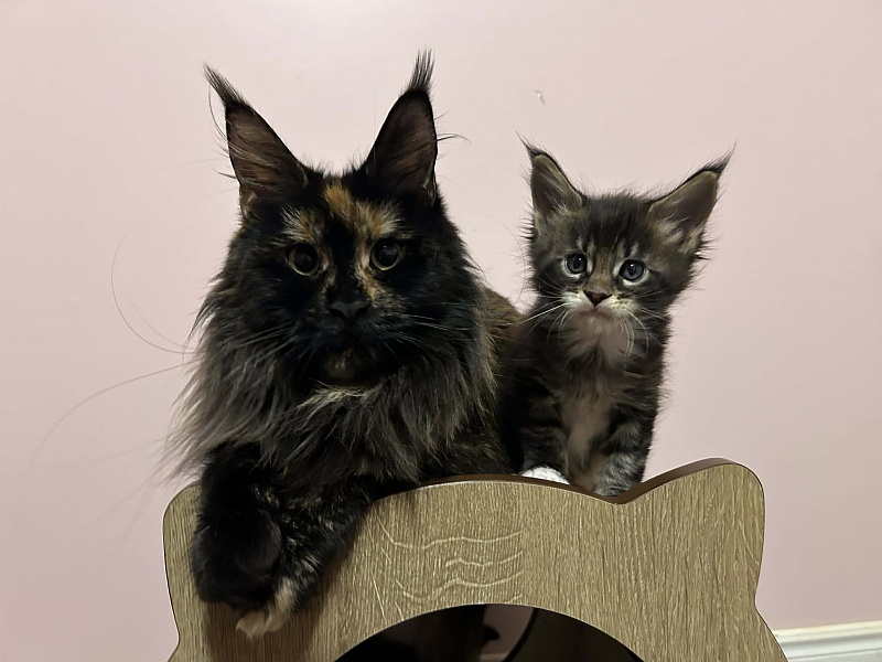 Dior Monterini - Kitten maine-coon 1 month 2 weeks