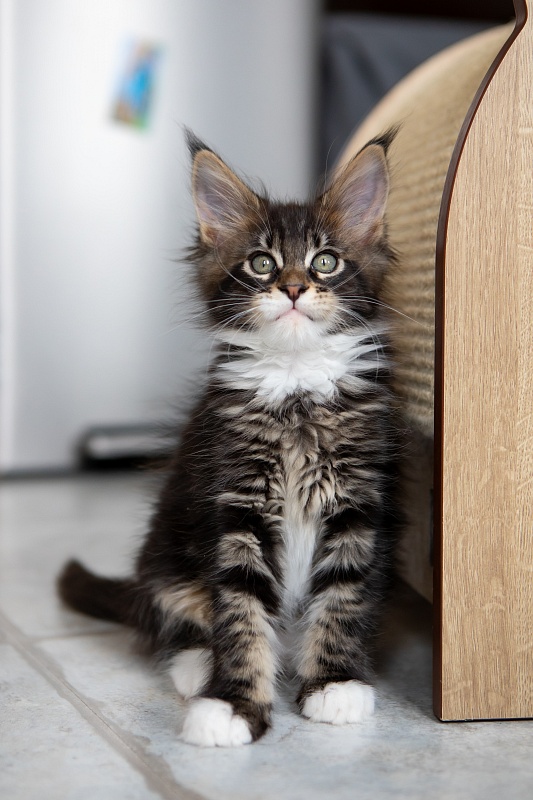 Dior Monterini - Kitten maine-coon 2 months 1 week