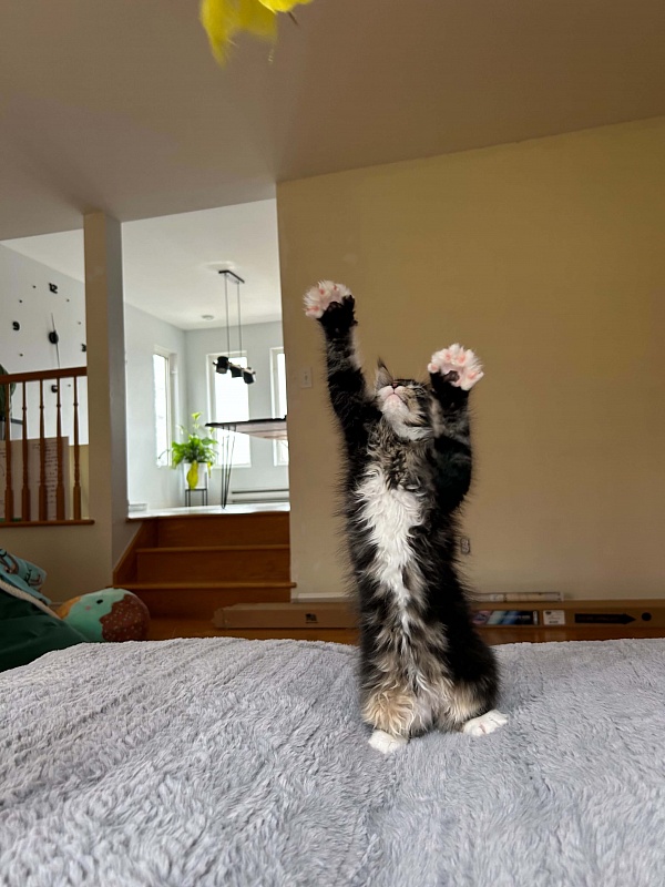 Dior Monterini - Kitten maine-coon 3 months