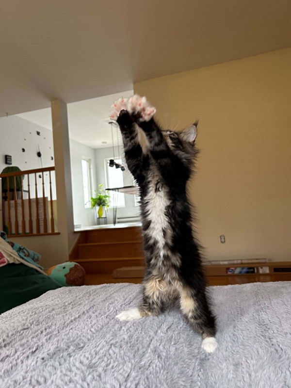 Dior Monterini - Kitten maine-coon 3 months