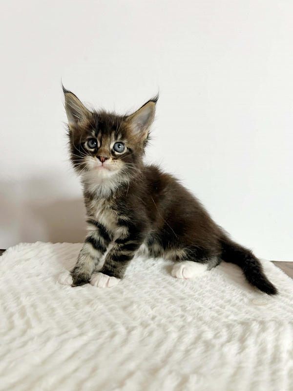 Dior Monterini - Kitten maine-coon 1 month 2 weeks