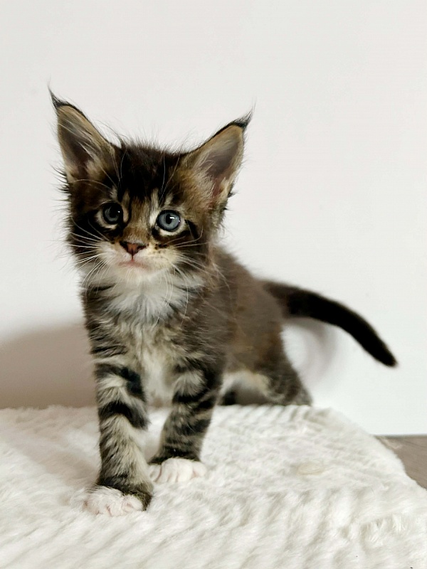 Dior Monterini - Kitten maine-coon 1 month 2 weeks