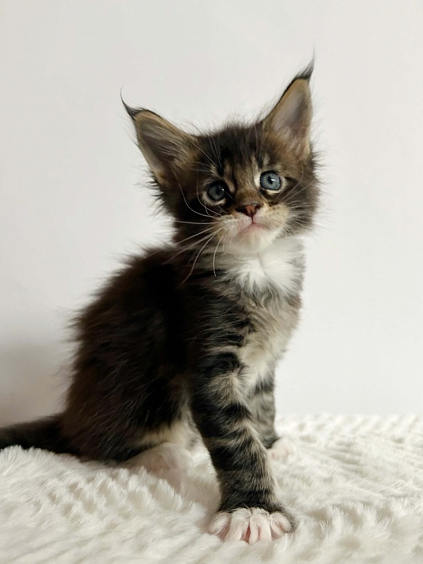 Dior Monterini - Kitten maine-coon 1 month 2.5 weeks