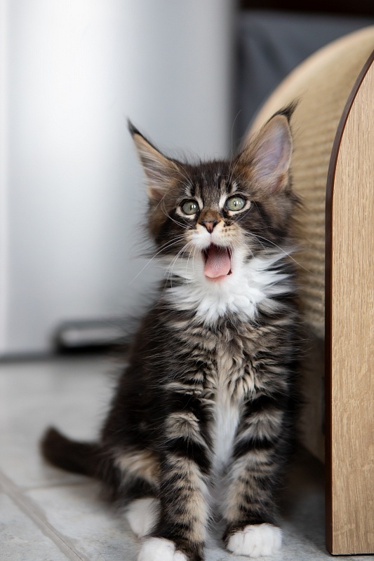 Dior Monterini - Kitten maine-coon 2 months 1 week