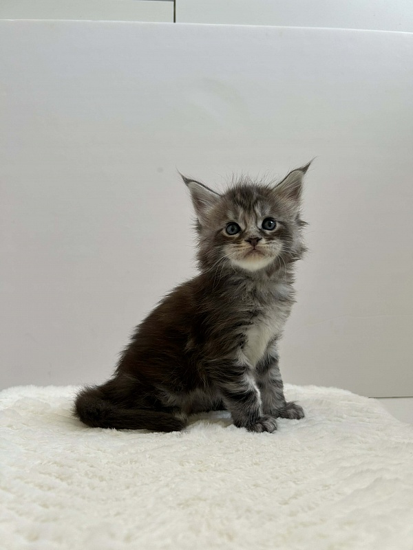 Dreamer Monterini - Kitten maine-coon 1 month 1 week