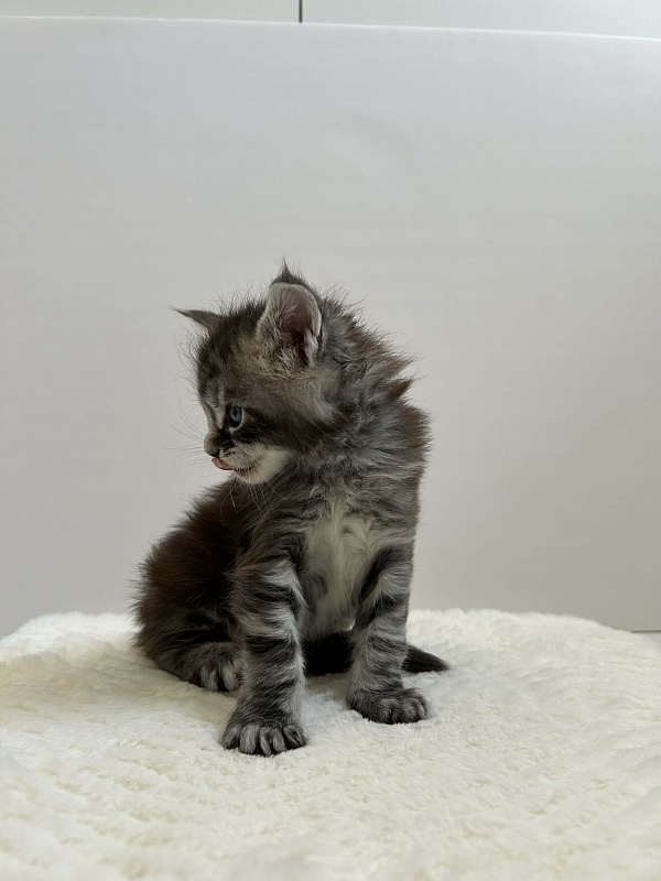 Dreamer Monterini - Kitten maine-coon 1 month 1 week
