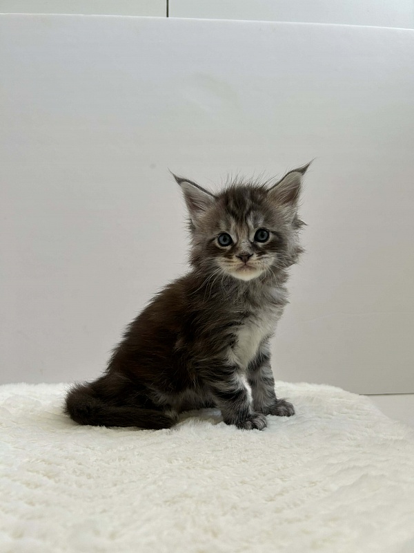 Dreamer Monterini - Kitten maine-coon 1 month 1 week