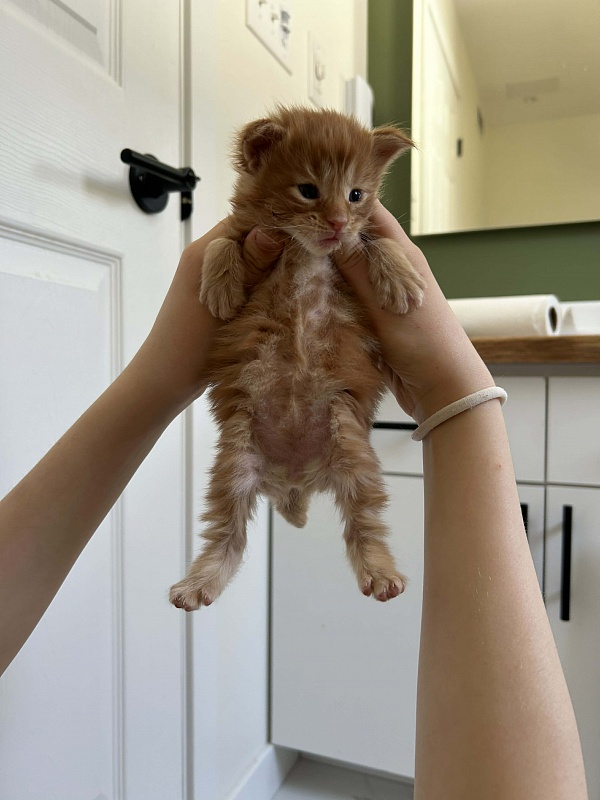 Einnie-the-Pooh Monterini - Kitten maine-coon 2.5 weeks