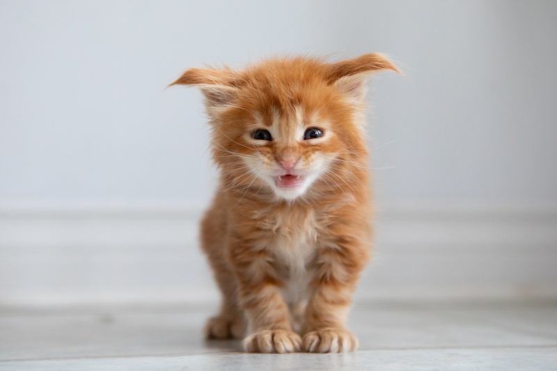 Einnie-the-Pooh Monterini - Kitten maine-coon 1 month 0.5 weeks