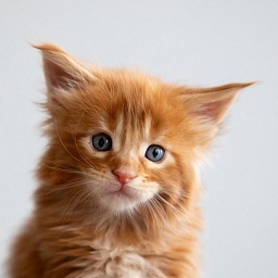 Einnie-the-Pooh Monterini