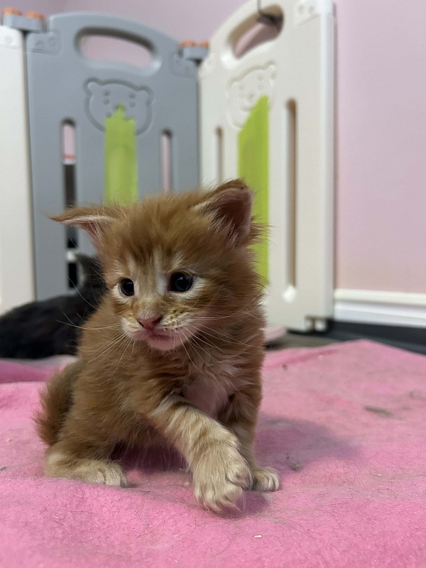 Eggo  Monterini - Kitten maine-coon 3.5 weeks