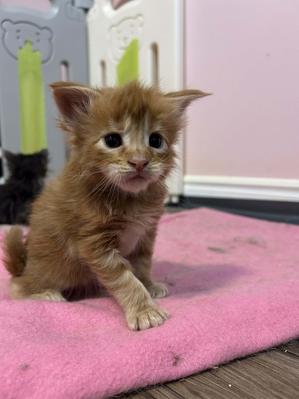 Eggo  Monterini - Kitten maine-coon 3.5 weeks