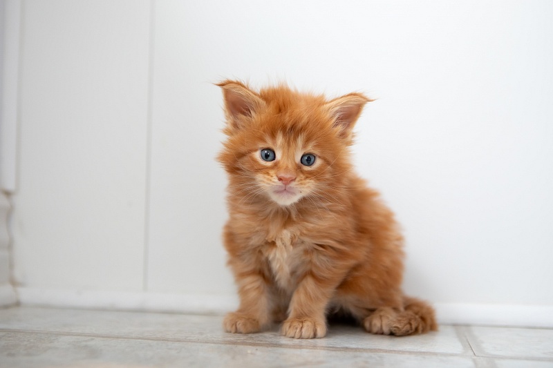 Eggo  Monterini - Kitten maine-coon 1 month 0.5 weeks